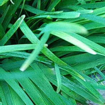 柘城县汉中王韭菜头茬