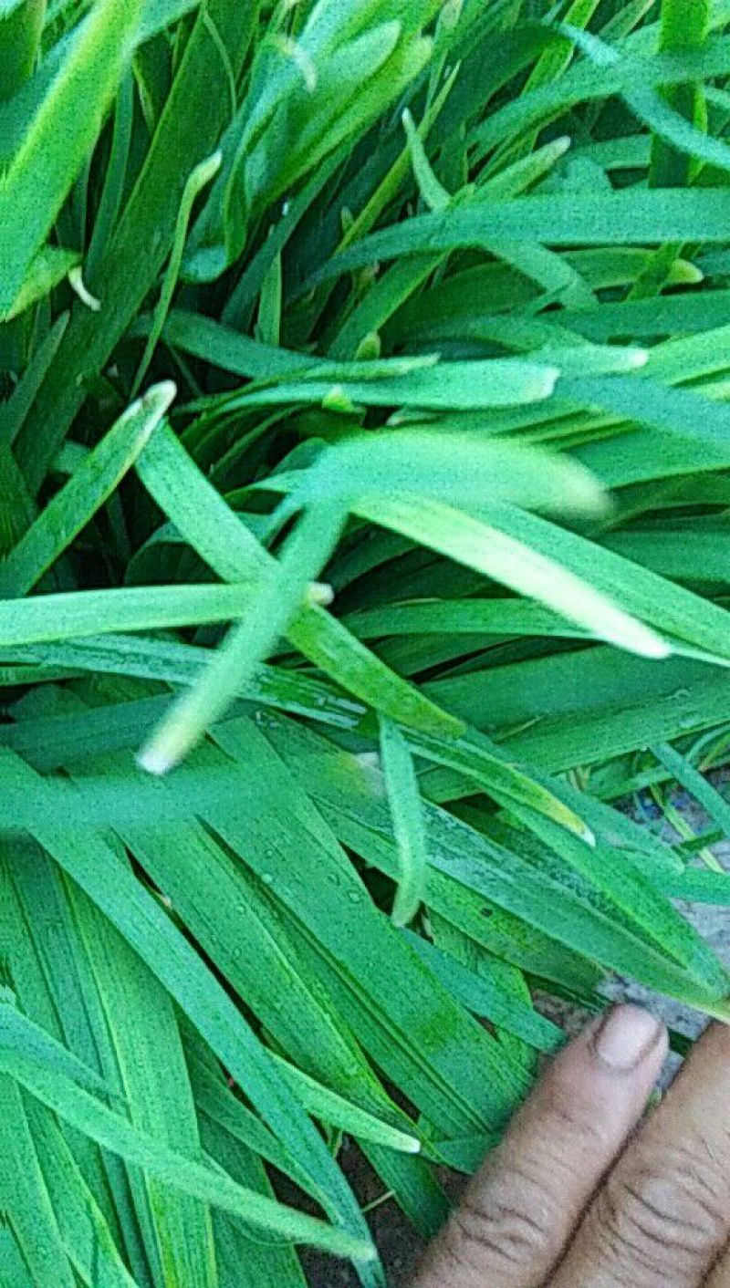柘城县汉中王韭菜头茬