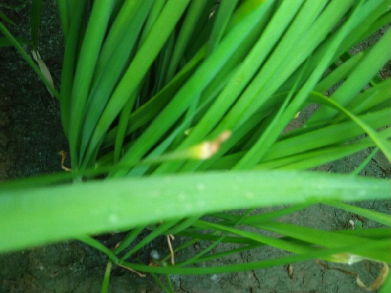 柘城县汉中王韭菜头茬