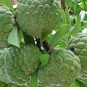 番荔枝苗30~50cm