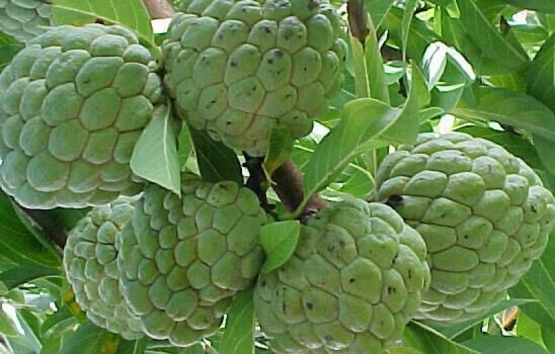 番荔枝苗30~50cm