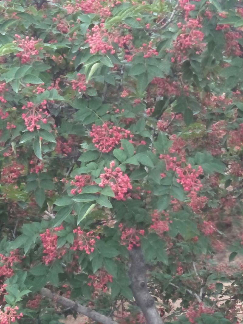 花椒一级干，自产自销，味道纯真