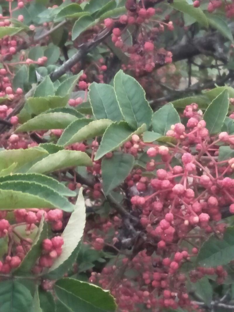 花椒一级干，自产自销，味道纯真