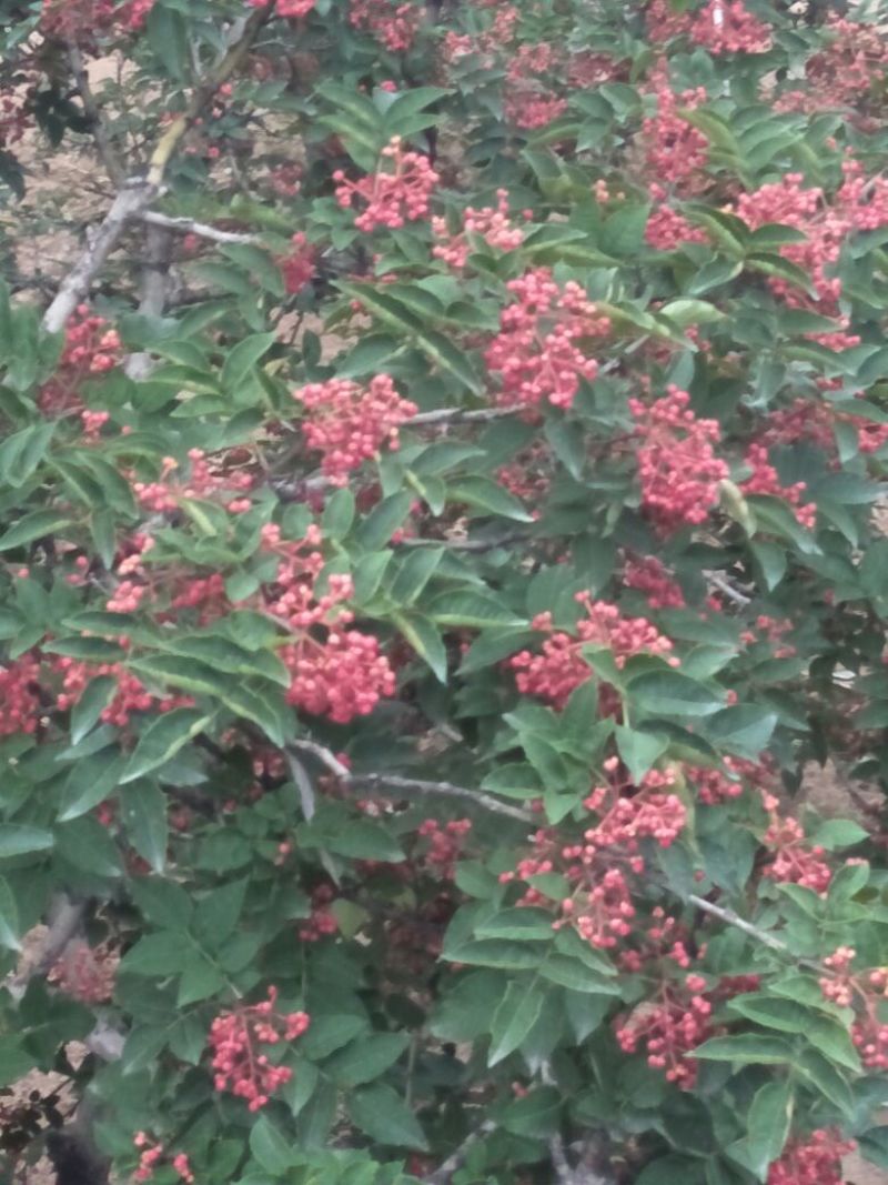 花椒一级干，自产自销，味道纯真