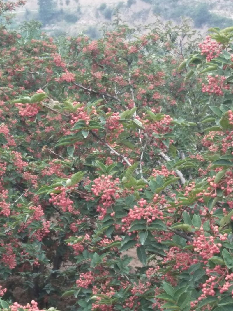 花椒一级干，自产自销，味道纯真