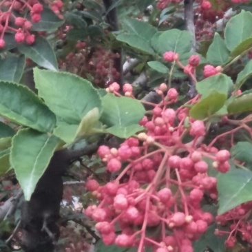 花椒一级干，自产自销，味道纯真