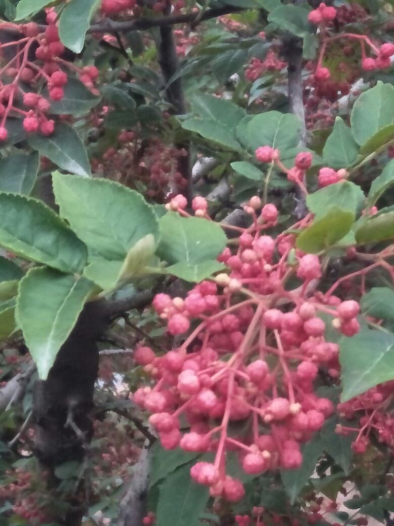 花椒一级干，自产自销，味道纯真