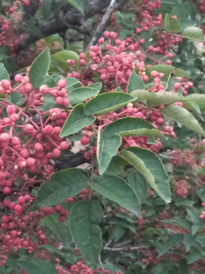 花椒一级干，自产自销，味道纯真