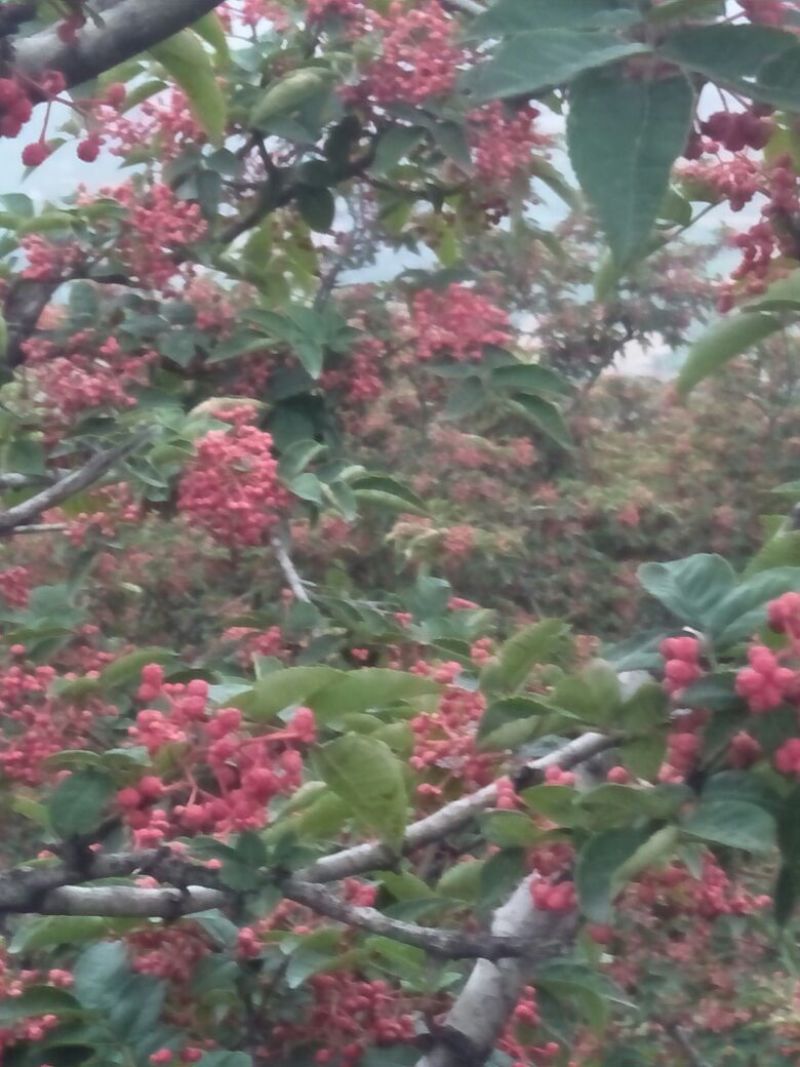 花椒一级干，自产自销，味道纯真