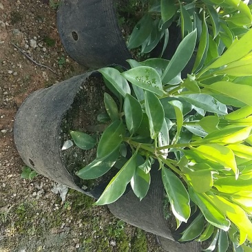 精品非洲茉莉广东茉莉，现挖现发易成活，提供技术可发全国