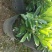 精品非洲茉莉广东茉莉，现挖现发易成活，提供技术可发全国