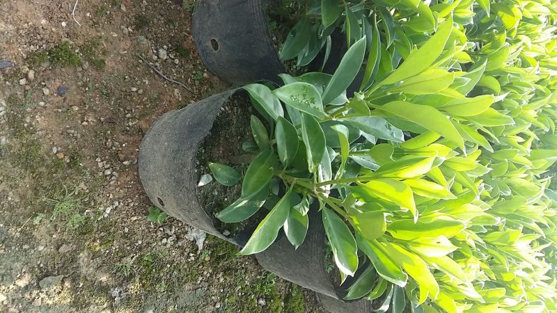 精品非洲茉莉广东茉莉，现挖现发易成活，提供技术可发全国