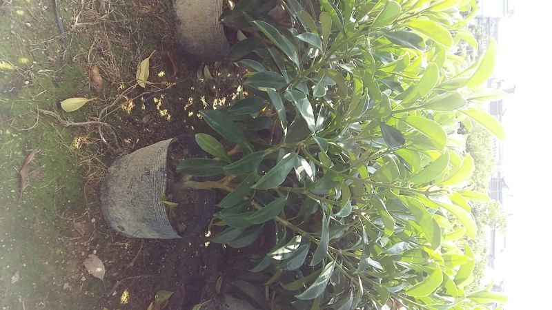 精品非洲茉莉广东茉莉，现挖现发易成活，提供技术可发全国