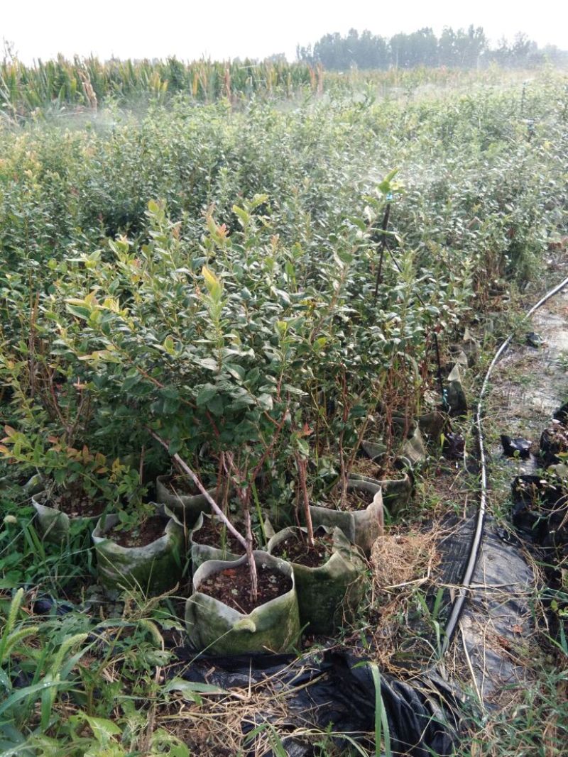 【蓝莓苗热卖】薄雾莱克西绿宝石适合南方北方栽植包技术
