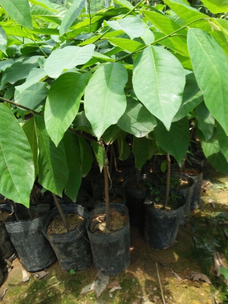 番荔枝苗30~50cm