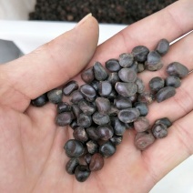 芍药种子发芽率80%以上，批发价，货源充足，品质保障