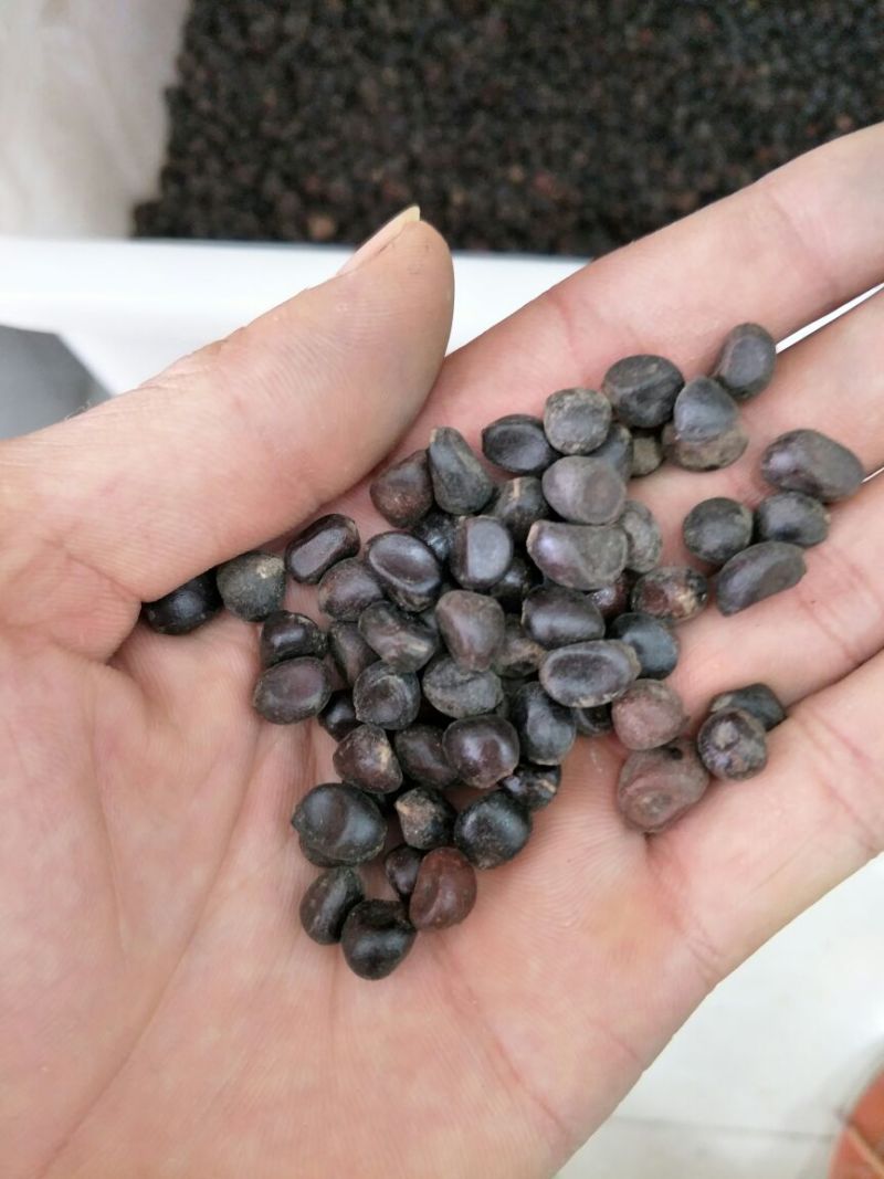芍药种子发芽率80%以上，批发价，货源充足，品质保障