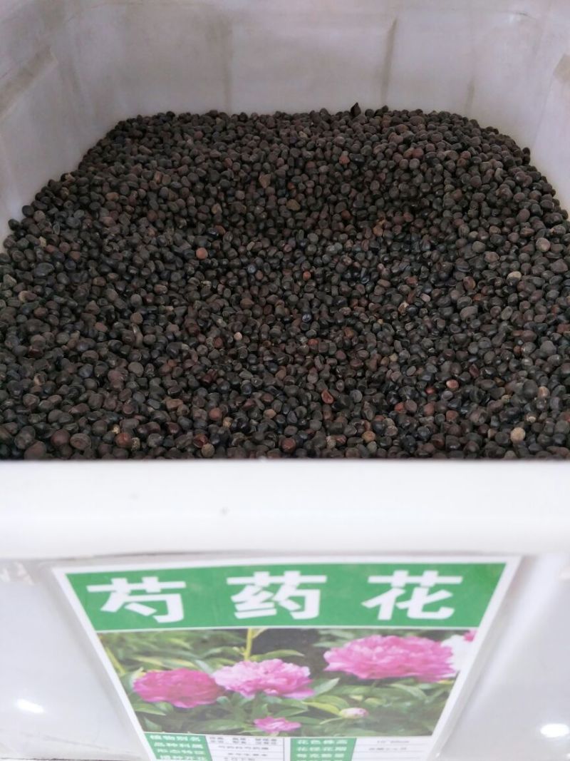 芍药种子发芽率80%以上，批发价，货源充足，品质保障