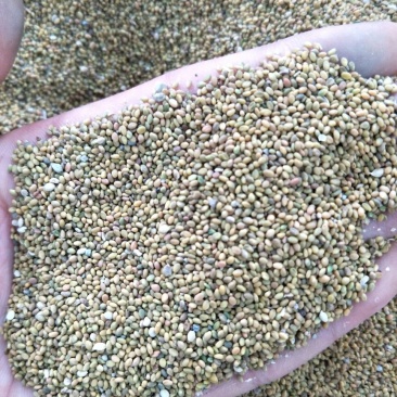 草木樨种子发芽率85%以上，货源充足，品质保障