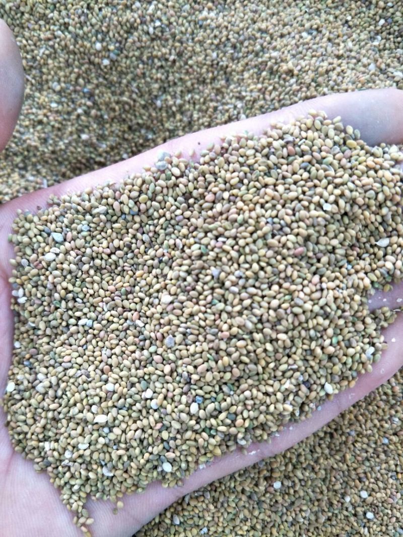 草木樨种子发芽率85%以上，货源充足，品质保障