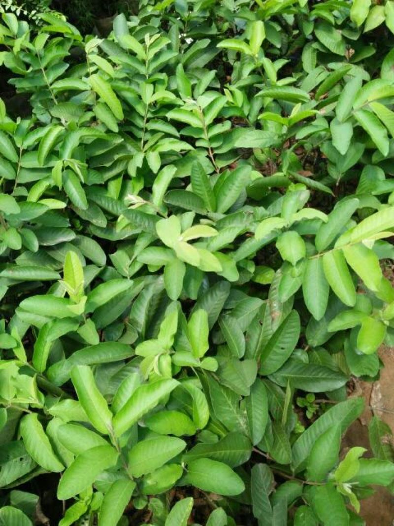 番石榴苗30~50cm