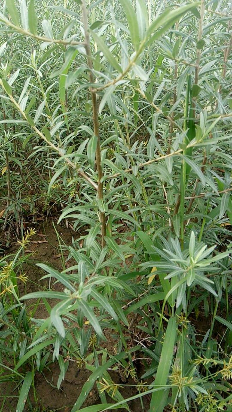 沙棘苗万亩基地货量充足对接各大电商平台代发代卖