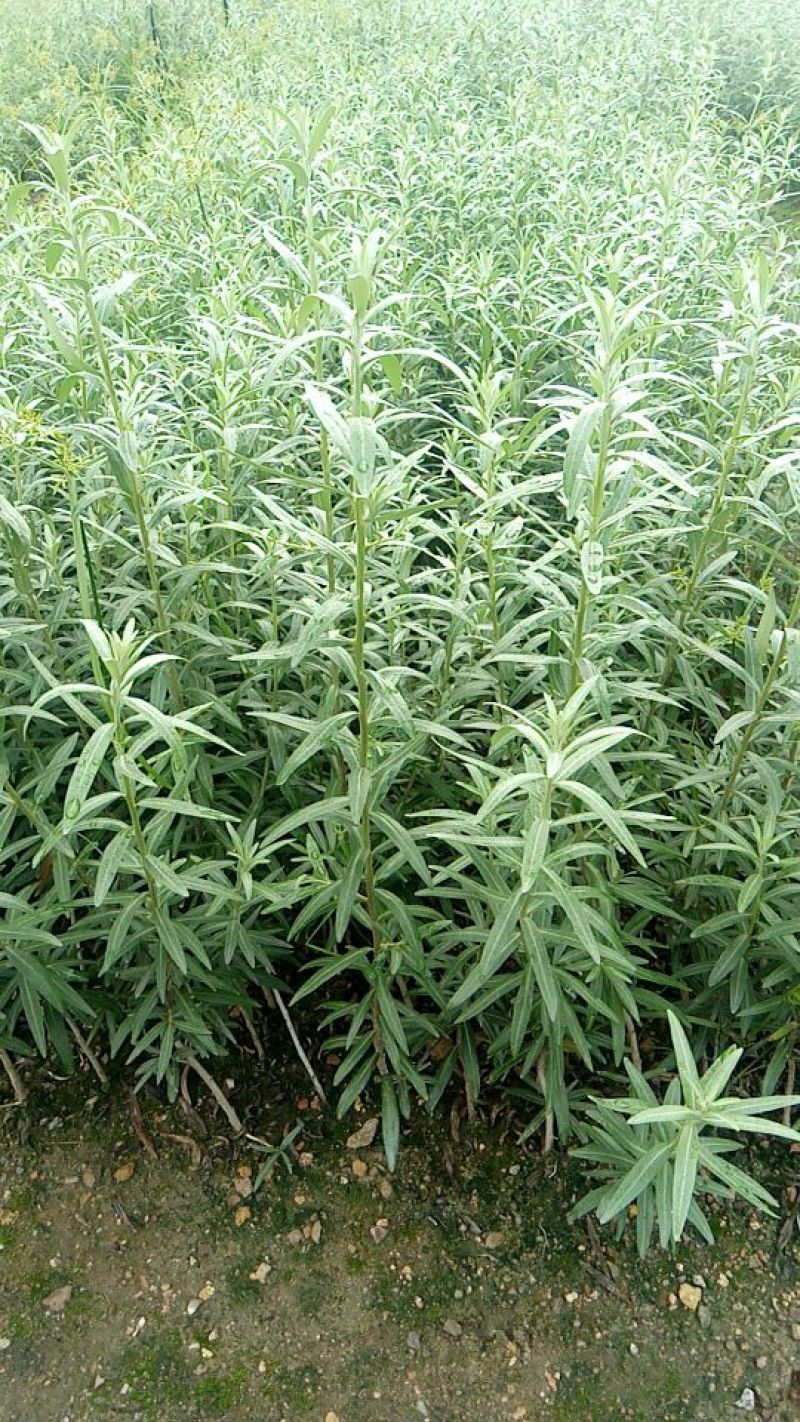 沙棘苗万亩基地货量充足对接各大电商平台代发代卖