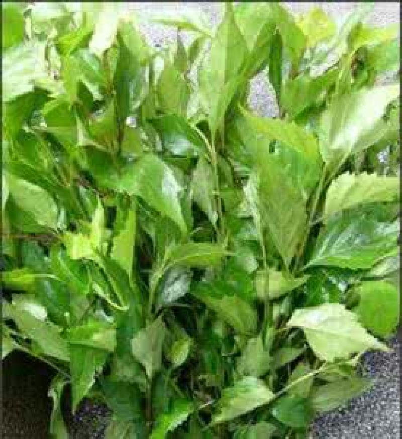 观音豆腐湿豆腐