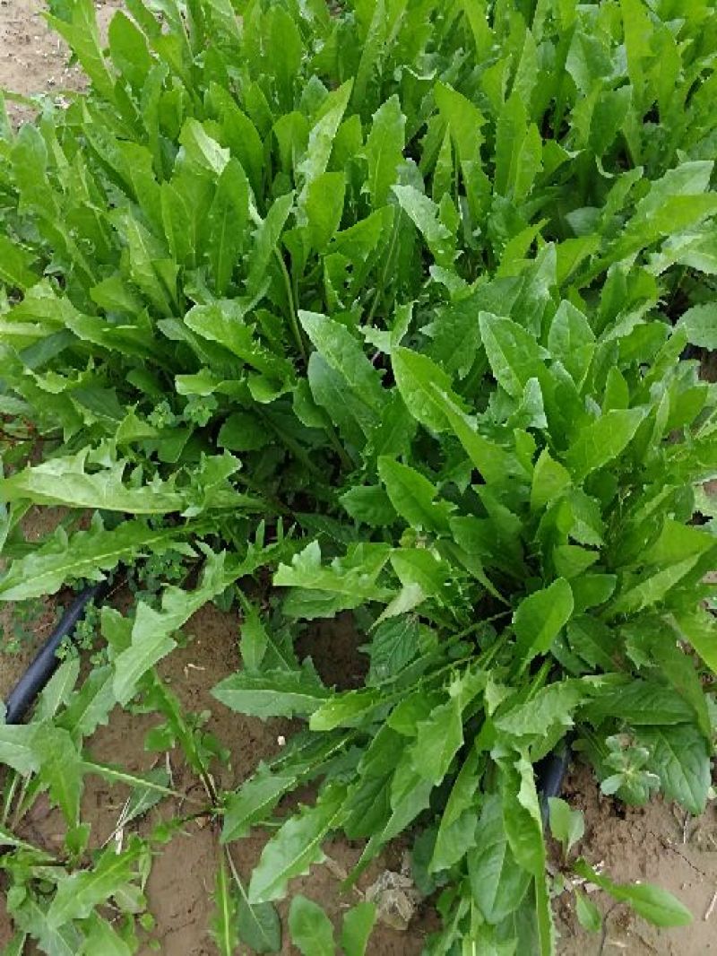 蒲公英10cm以上