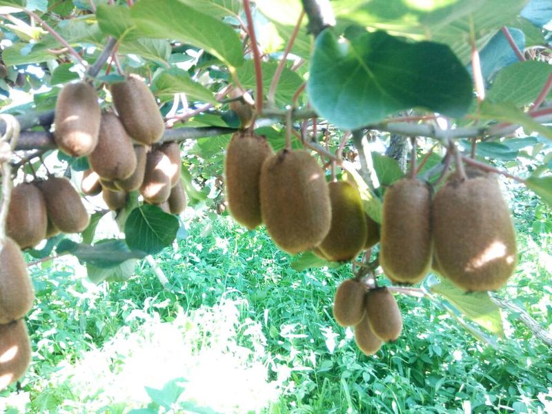 修文贵长猕猴桃，山川秀美，气候迷人，生长发育成熟猕猴桃