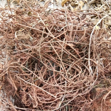 茜草