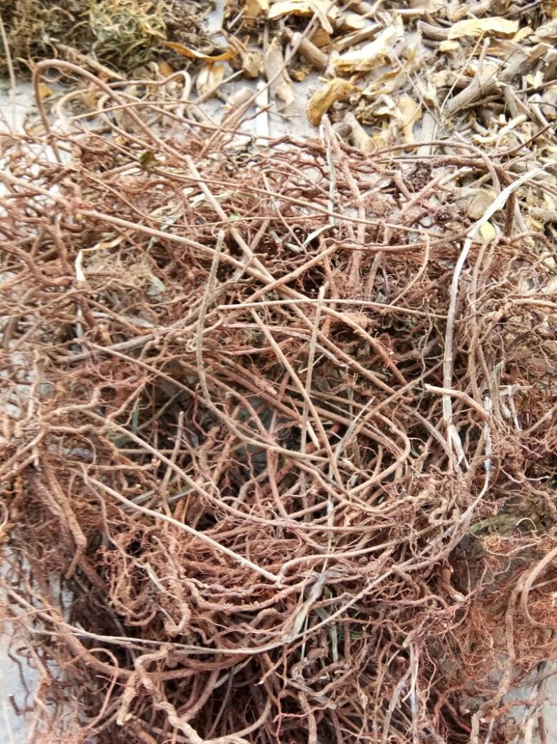 茜草