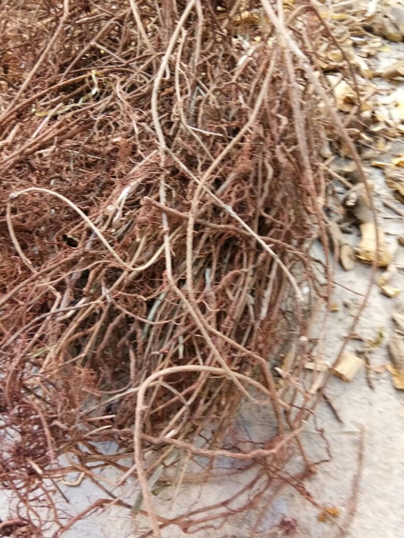茜草