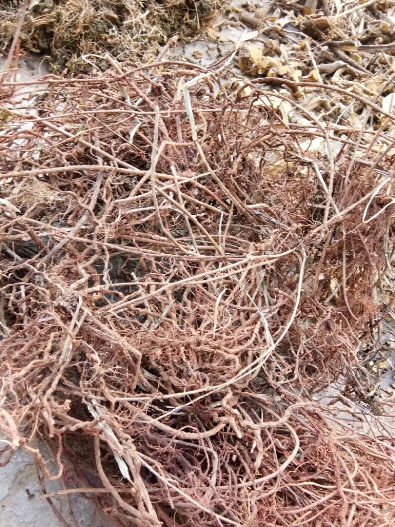 茜草