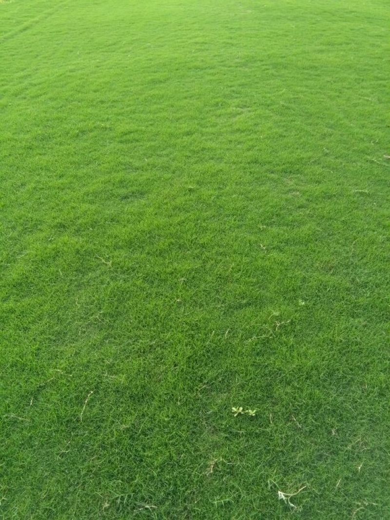 百慕大草