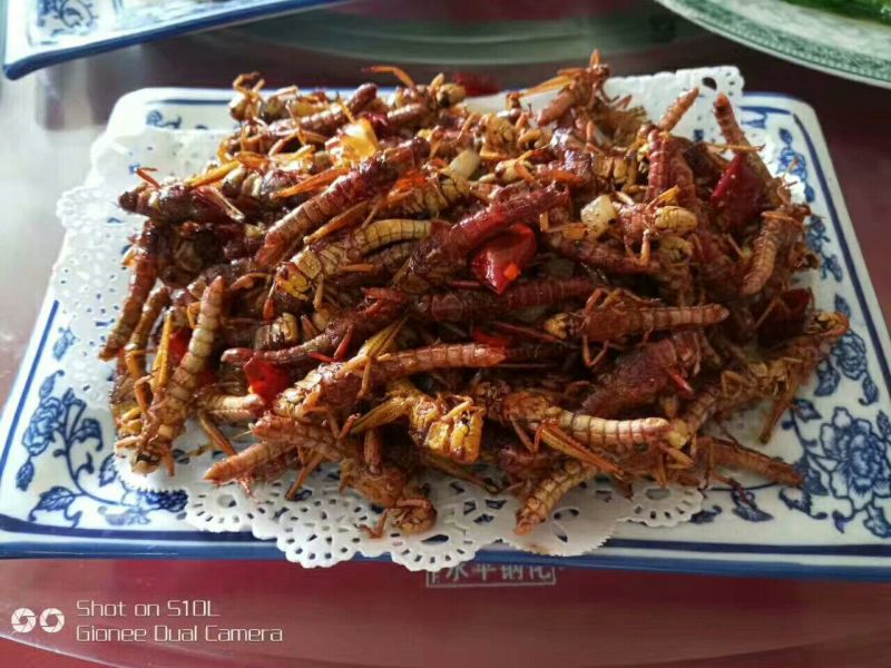 蝗虫食用