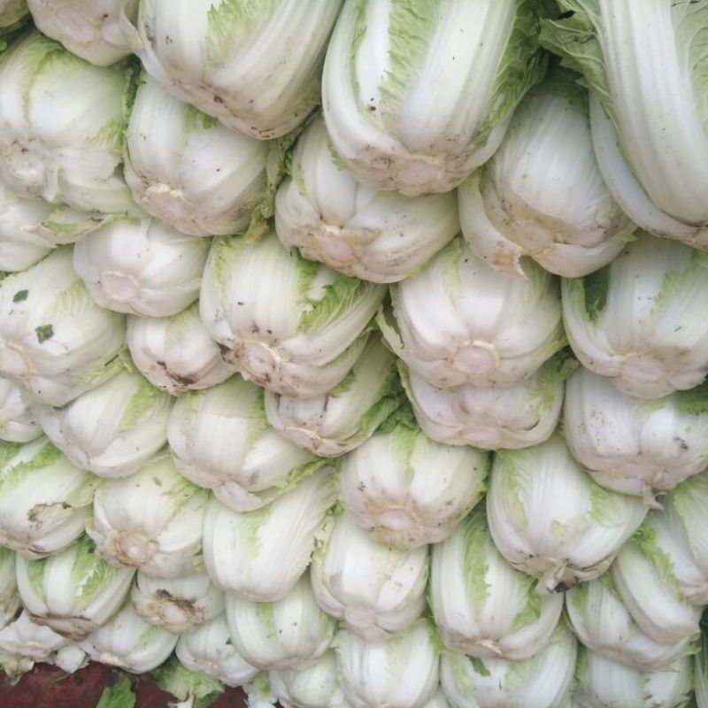 黄心菜白菜净菜，大包心菜，酸菜厂可发货，