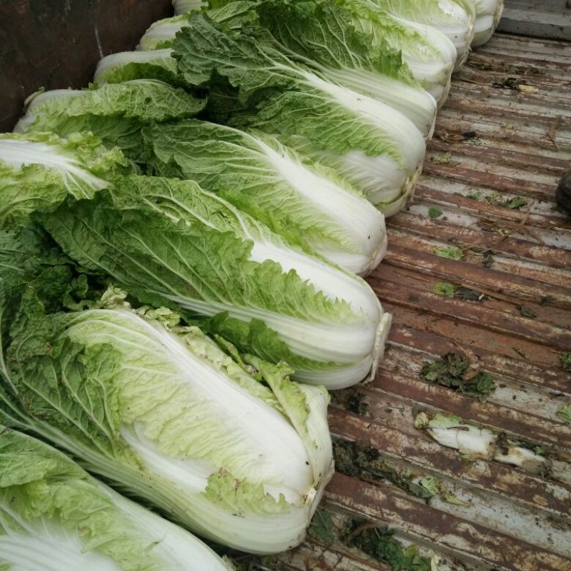 黄心菜白菜净菜，大包心菜，酸菜厂可发货，