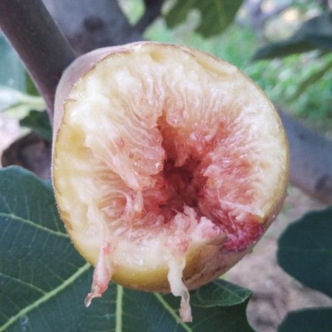 现货东烟台无花果布兰瑞克新鲜水果秋果无花果7月上市现摘