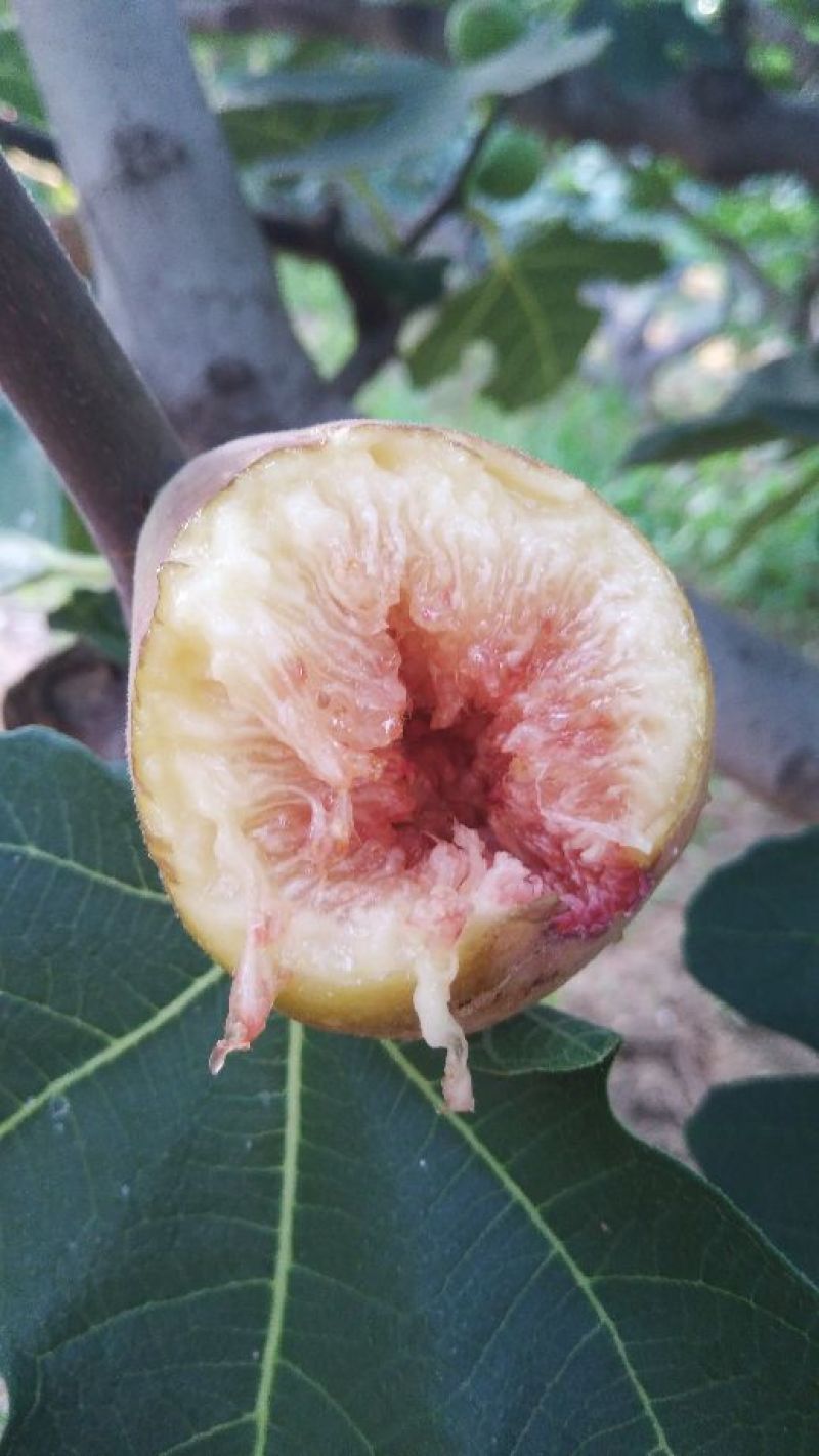 现货东烟台无花果布兰瑞克新鲜水果秋果无花果7月上市现摘