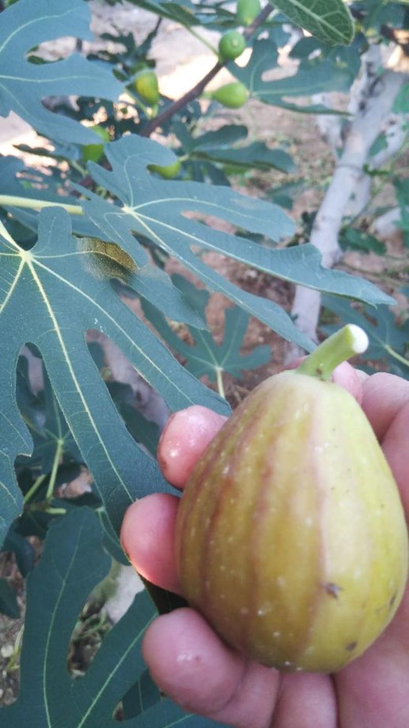 现货东烟台无花果布兰瑞克新鲜水果秋果无花果7月上市现摘