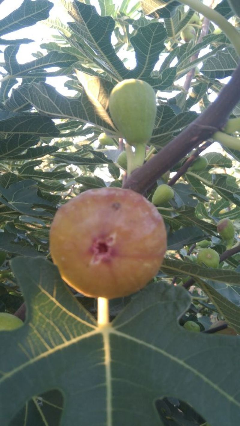 现货东烟台无花果布兰瑞克新鲜水果秋果无花果7月上市现摘