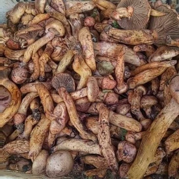 松蘑特级