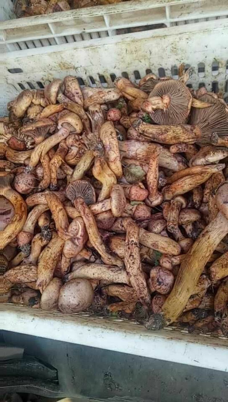松蘑特级