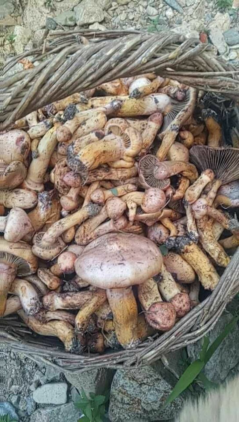 松蘑特级