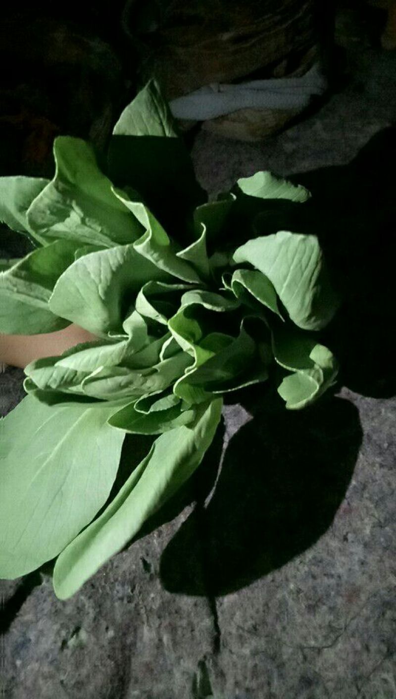 精品青菜，质量很好，价格便宜，欢迎订购，数量有限，快快快