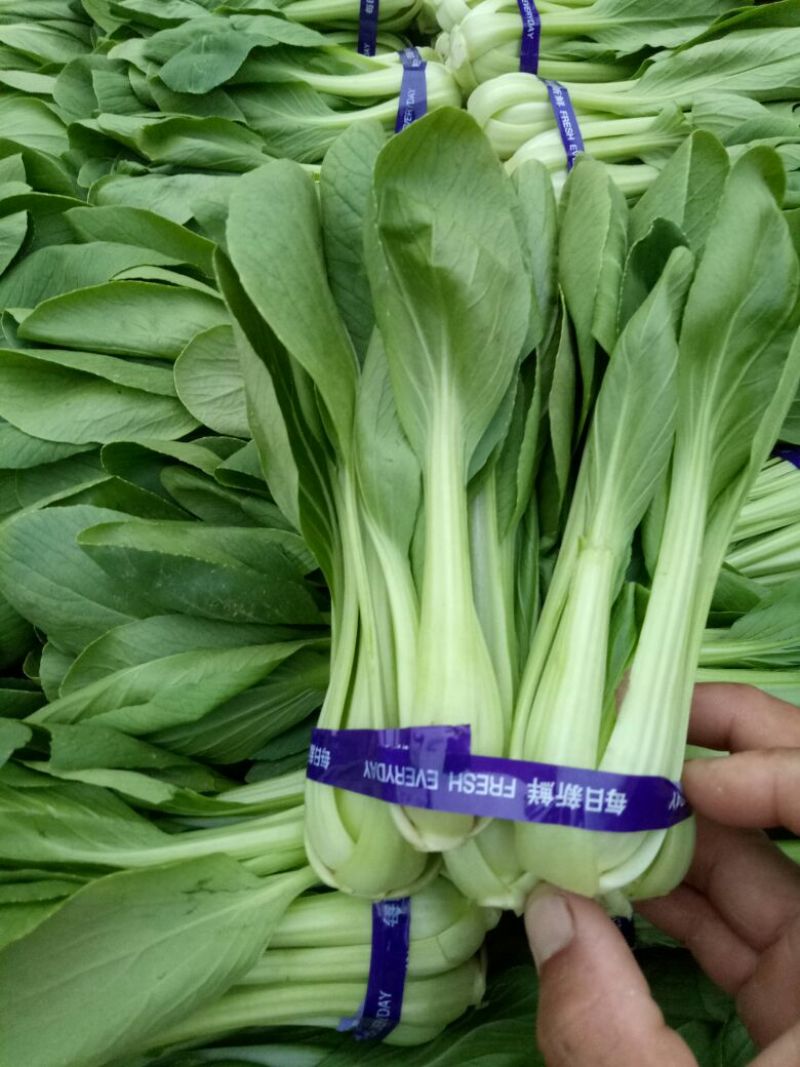 精品青菜，质量很好，价格便宜，欢迎订购，数量有限，快快快