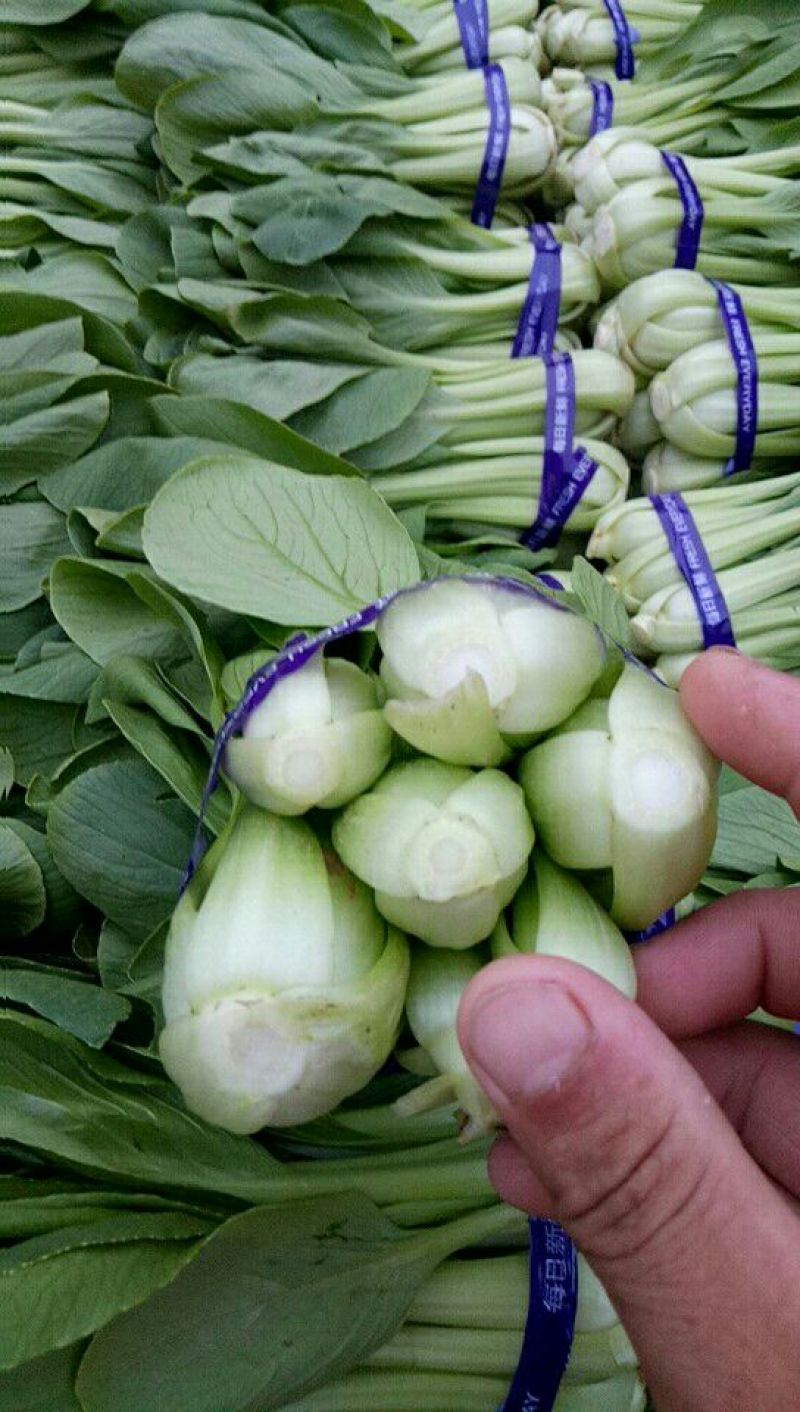 精品青菜，质量很好，价格便宜，欢迎订购，数量有限，快快快