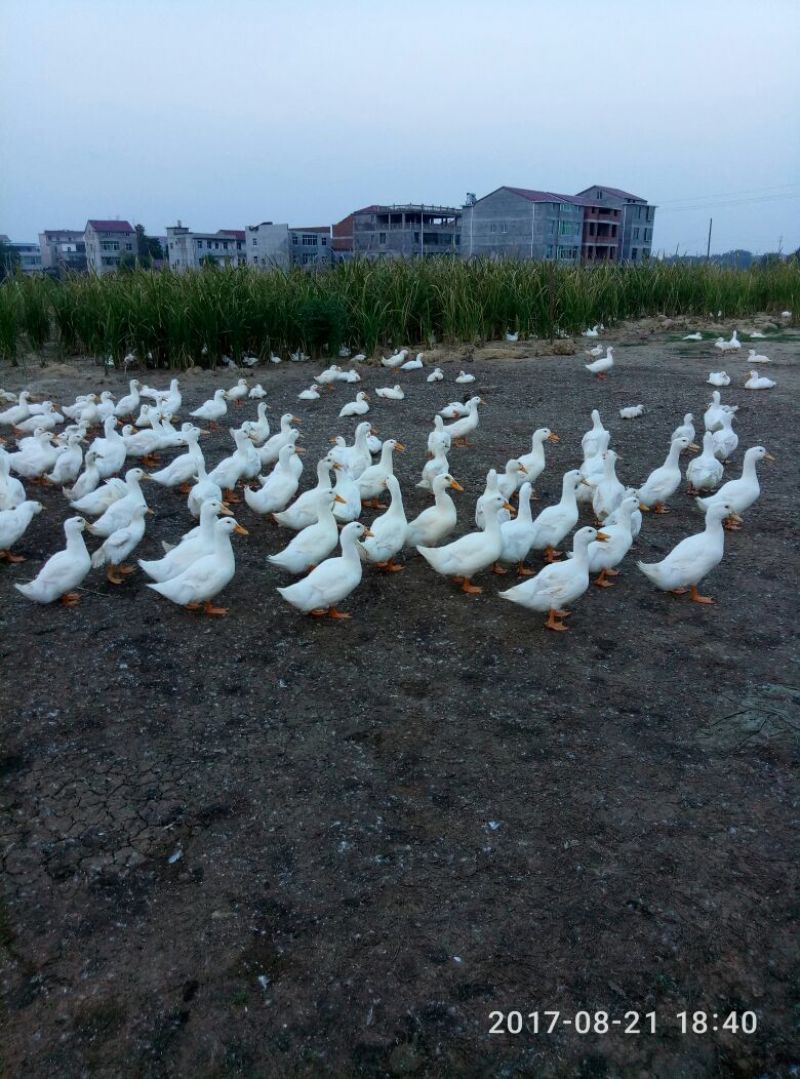 樱桃谷鸭6~7斤