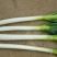 日本钢葱毛葱2cm左右30~40cm